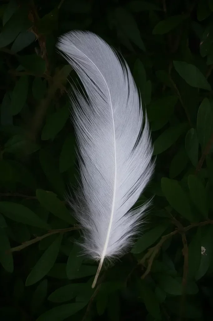Une plume blanche pure et délicate posée sur un feuillage vert foncé.