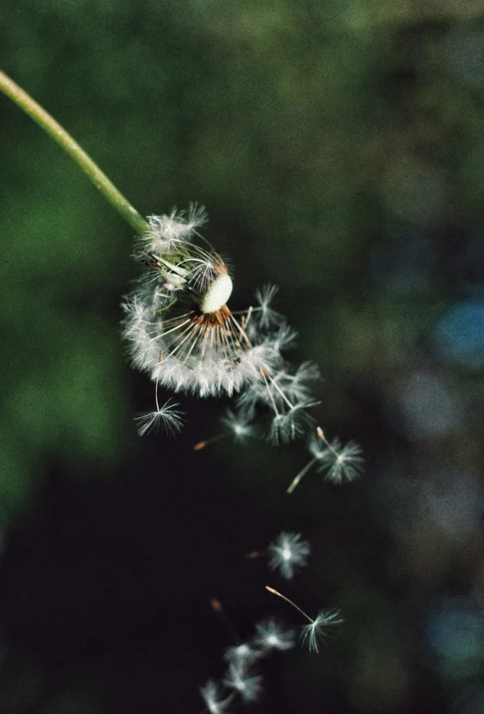 Fleur de pissenlit fanée dont les graines s'envolent au vent.