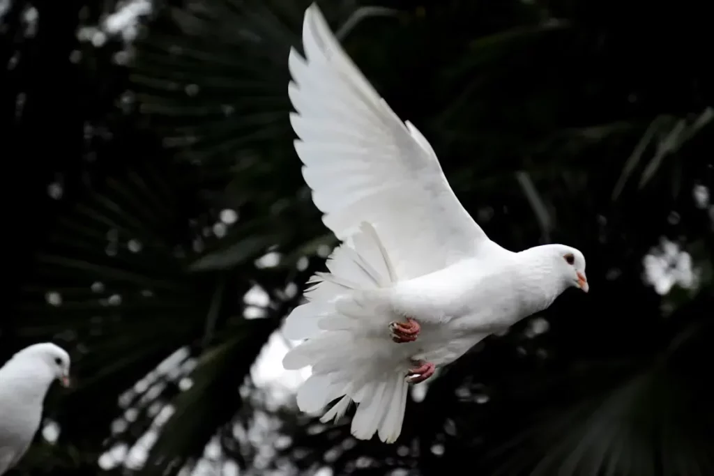 Colombe blanche en plein vol, ailes déployées, symbole de paix et d'espoir.